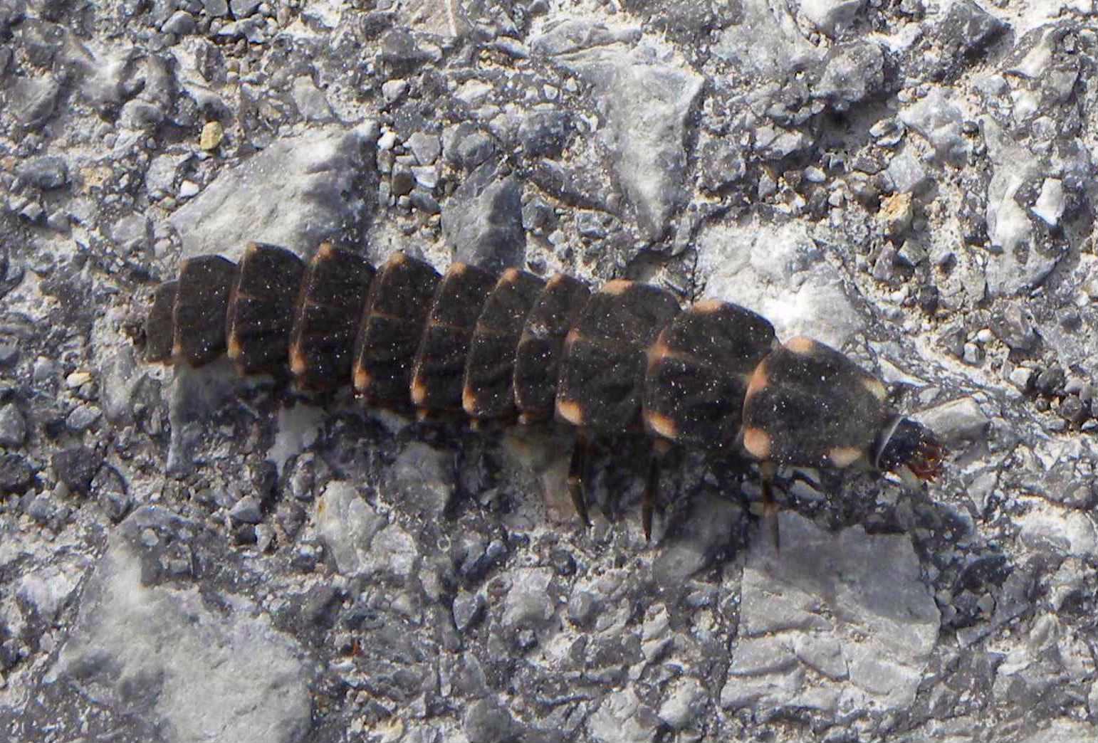 Larva di Lampyris sp.